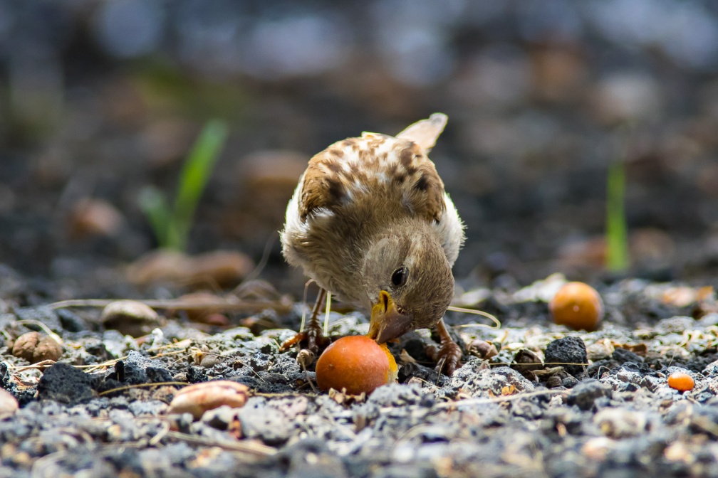 passer-hispaniolensis-canaries-fuerteventura-512B045B-0D23-49BC-AE3F-A6EFB5D3AD7B.jpg