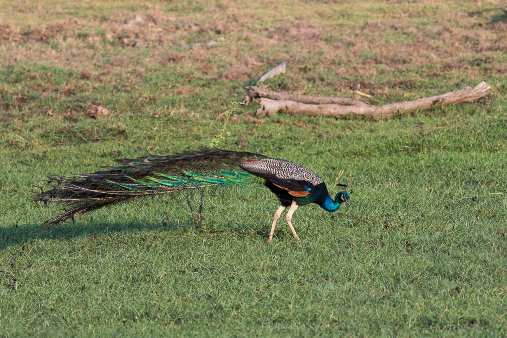 pavo-cristatus-sri-lanka-F383D580-EFE6-4425-9502-2A8B25C74B8C.jpg