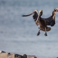 pelecanus-occidentalis-guadeloupe-BAE2D9AD-6BC4-4A79-8587-F3FBC8CA7486.jpg