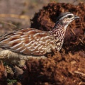 peliperdix-sephaena-botswana-92ABF2B0-2B2A-48A4-AC5D-C3446A4B2F36.jpg