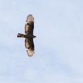 pernis-apivorus-austria-E84BB369-BF65-4282-915E-38390D6797F8.jpg