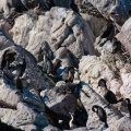 phalacrocorax-capensis-south-africa-FDB854C0-955E-4BBF-A379-8412C3BBFE3C.jpg