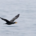 phalacrocorax-carbo-switzerland-F3170058-3EBD-440D-B686-80FBED5B13CF.jpg