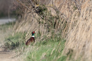 Phasianus colchicus (Faisan de Colchide)