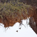 philetairus-socius-namibia-729A59F6-AF4B-4E22-813F-73FB774C7EE4.jpg