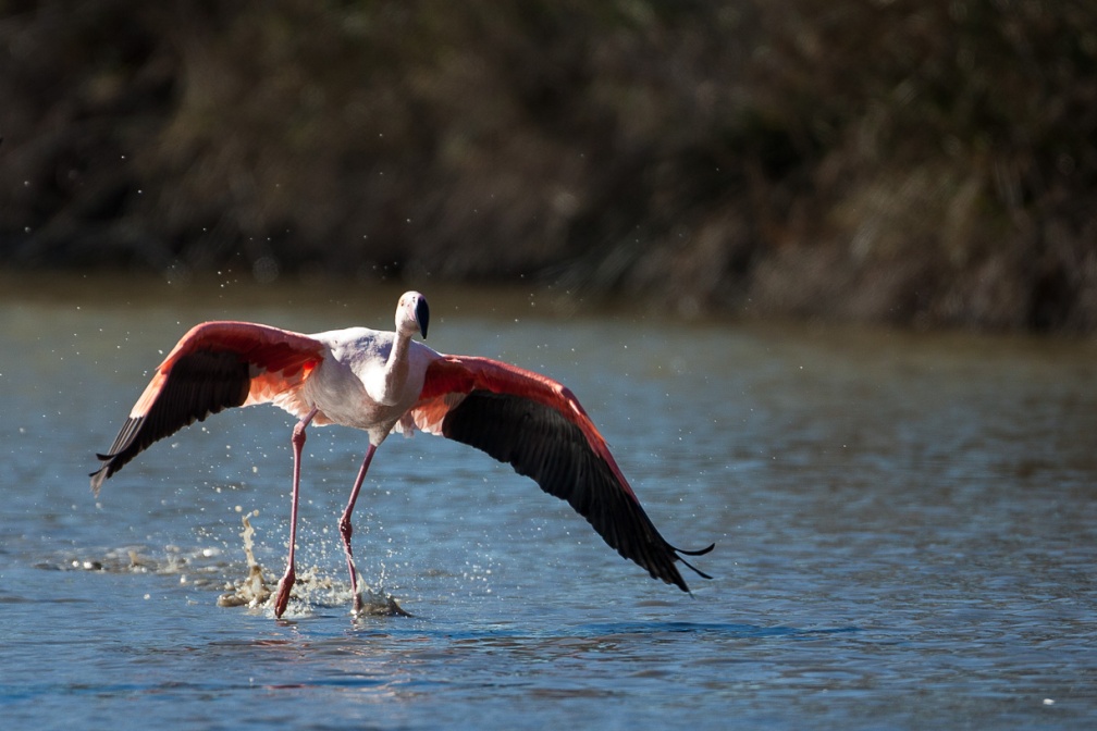 phoenicopterus-ruber-france-A55521BF-A362-45A9-901E-F6AEFB34FE1A.jpg
