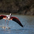 phoenicopterus-ruber-france-A55521BF-A362-45A9-901E-F6AEFB34FE1A.jpg