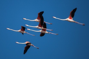 Phoenicopterus ruber (Flaman rose)
