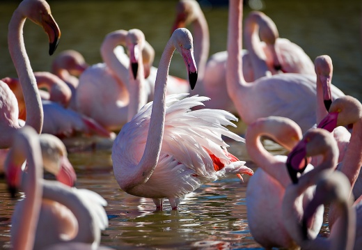 Phoenicopteriformes
