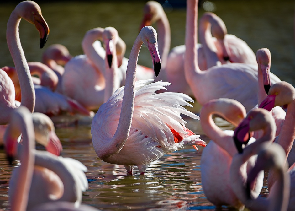 phoenicopterus-ruber-france-CD1040B2-4D6F-465D-BF80-E9F38BA6E22C.jpg