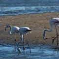 phoenicopterus-ruber-namibia-FB202967-2615-4A31-A764-1C79004C8F41.jpg