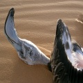 phoenicopterus-ruber-saudi-arabia-47C034FA-4FCF-11DC-BC6E-000A95CA2156.jpg