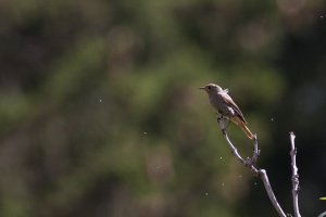 Phoenicurus ochruros (Rougequeue noir)