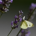 pieris-sp-switzerland-05786164-D3C2-4CDE-9261-AF6E633CF3B2.jpg