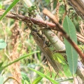 plectoptera-sp-indet-switzerland-964B2C77-FD83-4CCB-81A3-C77F8143D974.jpg