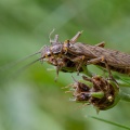 plectoptera-sp-switzerland-11321C6B-4308-4C3A-9C22-2AAB7A879C80.jpg