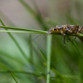 plectoptera-sp-switzerland-93DD7A1F-29E1-4588-86AA-0B0F84C10600.jpg