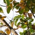 ploceus-nigricollis-gabon-99FB3E75-BFC5-42B7-9FFF-132BEA9D6CB8.jpg