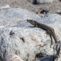 podarcis-muralis-switzerland-15D66AEE-9B42-4276-A356-BA0C149C0168.jpg