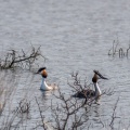 podiceps-cristatus-south-africa-A0A2A66D-5451-4336-947D-05EEBBB70431.jpg