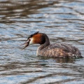 podiceps-cristatus-switzerland-2E196A85-6F27-475E-9662-4411FA971D37.jpg
