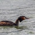 podiceps-cristatus-switzerland-8A263DEF-9E59-431F-9B62-9F2F0ACE5E41.jpg