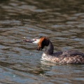 podiceps-cristatus-switzerland-CDE9EAB2-74B1-4D53-84BC-1ACF41FF0562.jpg