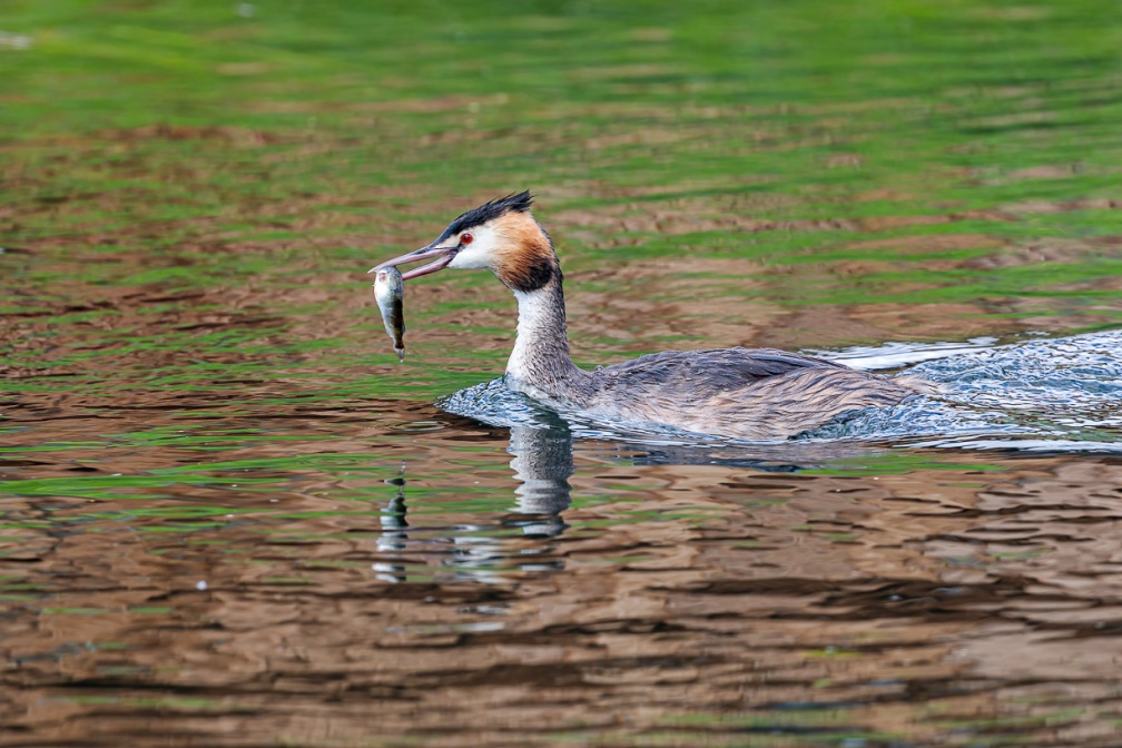 podiceps-cristatus-switzerland-D044E0A3-322F-4897-8BFD-F2BE49072D26.jpg