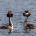 podiceps-cristatus-switzerland-F811A208-7537-49D8-B6FD-8DA18BDC40B5.jpg