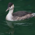 podiceps-cristatus-switzerland-FF734523-916A-4B42-A4F0-9102EEC6A6CE.jpg