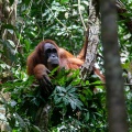 pongo-abelii-indonesia-C9657010-2A81-4936-8D82-558FB99846A5.jpg