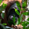 pongo-abelii-indonesia-D86ADBD6-8064-4FCE-8AAC-16C04101044A.jpg