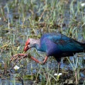 porphyrio-porphyrio-sri-lanka-6E708527-334F-4580-9873-D152A5370635.jpg