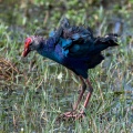 porphyrio-porphyrio-sri-lanka-95385A70-77C6-4693-A7FF-FD38A7489052.jpg