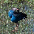 porphyrio-porphyrio-sri-lanka-D9A91947-C9D7-4CED-A568-B6309AD52509.jpg