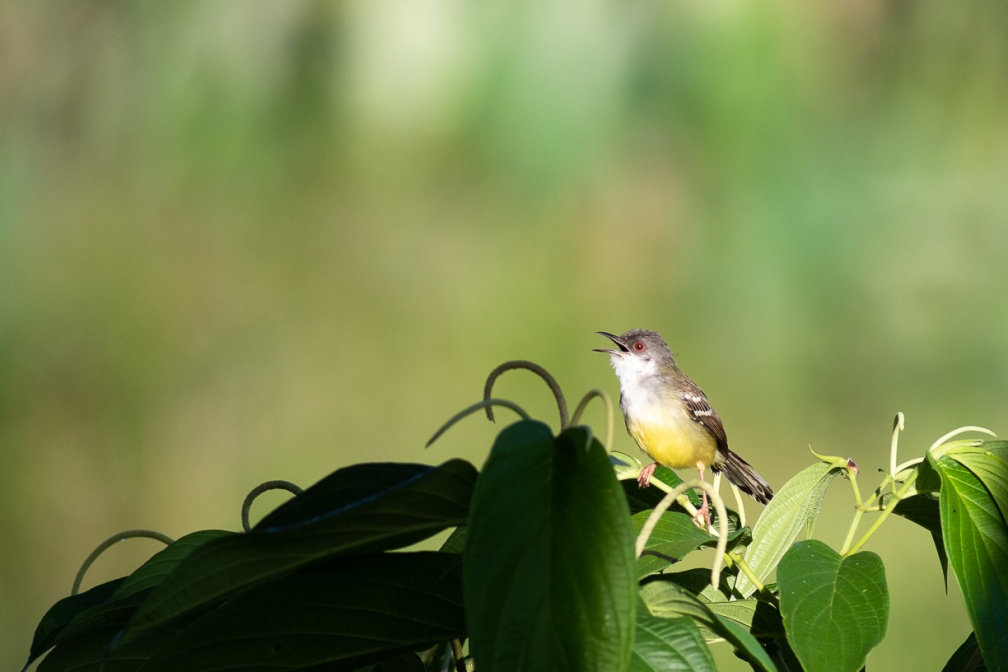 prinia-familiaris-indonesia-70DC8C07-95BE-4F18-A77A-FD39F1AD29BC.jpg