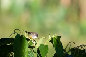 Prinia familiaris