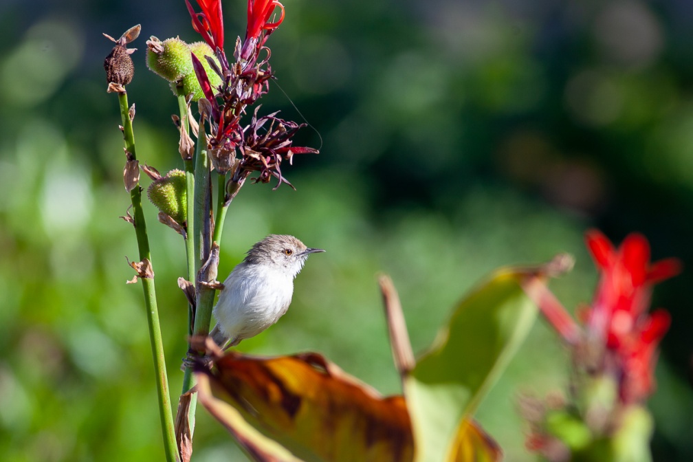 prinia-gracilis-egypt-09A5E1FC-84C3-4966-B005-1B2ECA8EC9EE.jpg