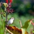 prinia-gracilis-egypt-09A5E1FC-84C3-4966-B005-1B2ECA8EC9EE.jpg
