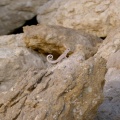 pristurus-rupestris-saudi-arabia-93C8350C-4B7C-11DC-8D9F-000A95CA2156.jpg