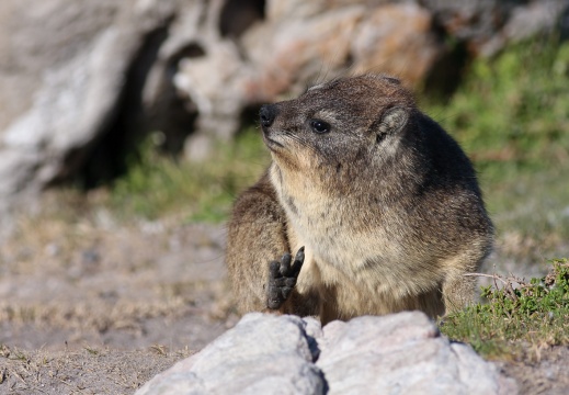 Hyrax