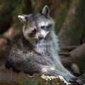 procyon-lotor-guadeloupe-87CB2D8A-7353-48AE-A6A0-0B2AC69874B0.jpg