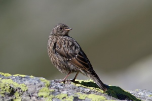 Prunella collaris (Accenteur alpin)