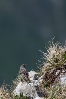 Prunella collaris (Accenteur alpin)