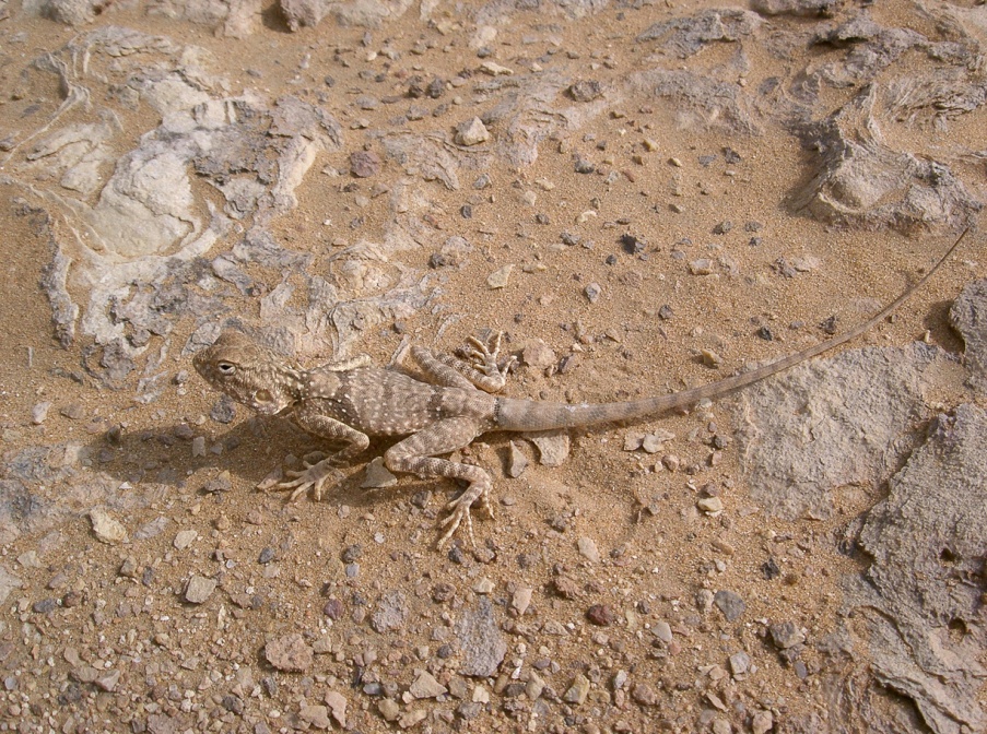 pseudotrapelus-sinaitus-saudi-arabia-33CE520E-4FCF-11DC-BC6E-000A95CA2156.jpg
