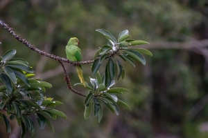 Psittacula krameri