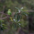 psittacula-krameri-mauritius-67236E38-0F07-4ECB-80EC-603874372A96.jpg