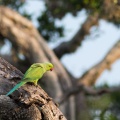 psittacula-krameri-sri-lanka-C35E6136-A313-4584-A399-6E7E844A2EFC.jpg