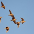 pterocles-burchelli-botswana-434291C6-BC71-467C-9398-A0F3A638C3FF.jpg