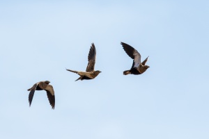 Pterocles orientalis (Ganga unibande)